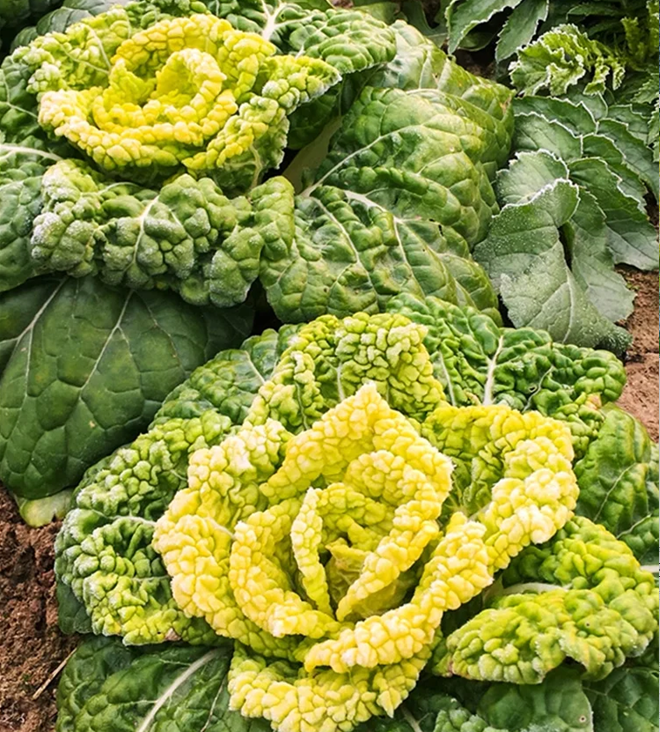 Brassica Narinosa (WuTat Choy) Seeds