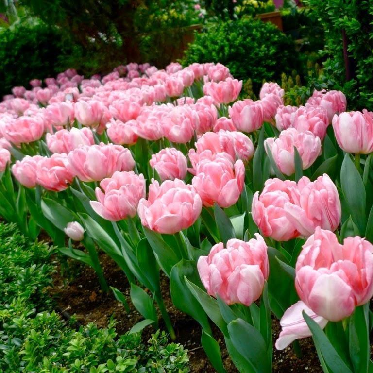 ¡¡¡NUEVO!!! 100 unidades/Bolsa - Semillas de Tulipán Jardín Flores Plantas