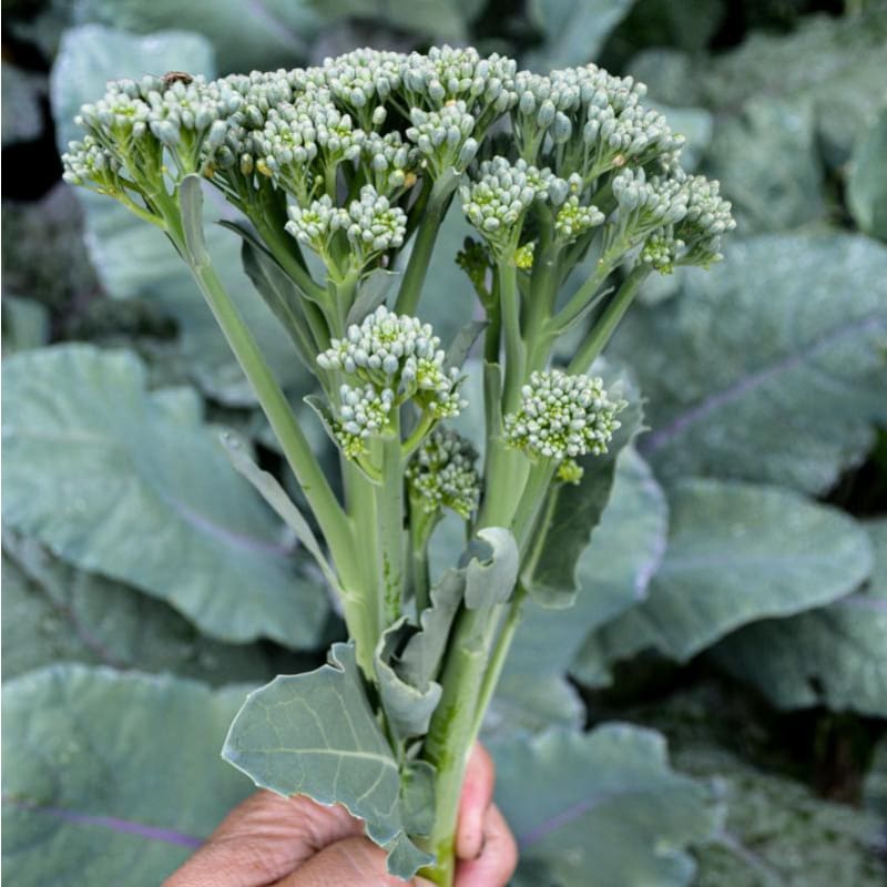 🥦Semillas raras de broccolini