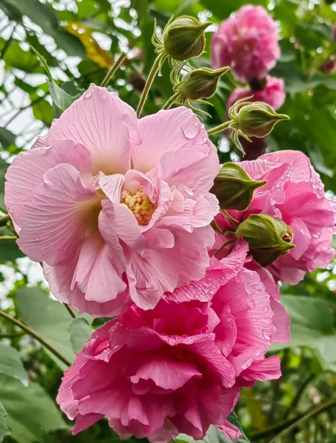 🌸Hibisco Borracho - Cambia de Color Tres Veces al Día