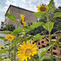 Girasoles altos por altura