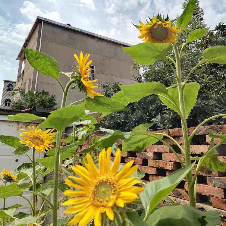 Girasoles altos por altura