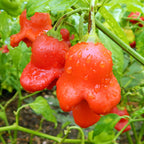 Semillas de pimiento "Corona de Obispo" (Capsicum baccatum)