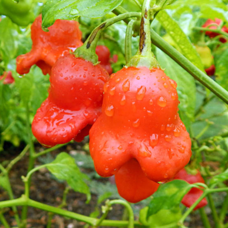 Semillas de pimiento "Corona de Obispo" (Capsicum baccatum)