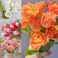Semillas de tulipán de color raro para bonsái