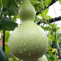 Giant Gourd Seeds