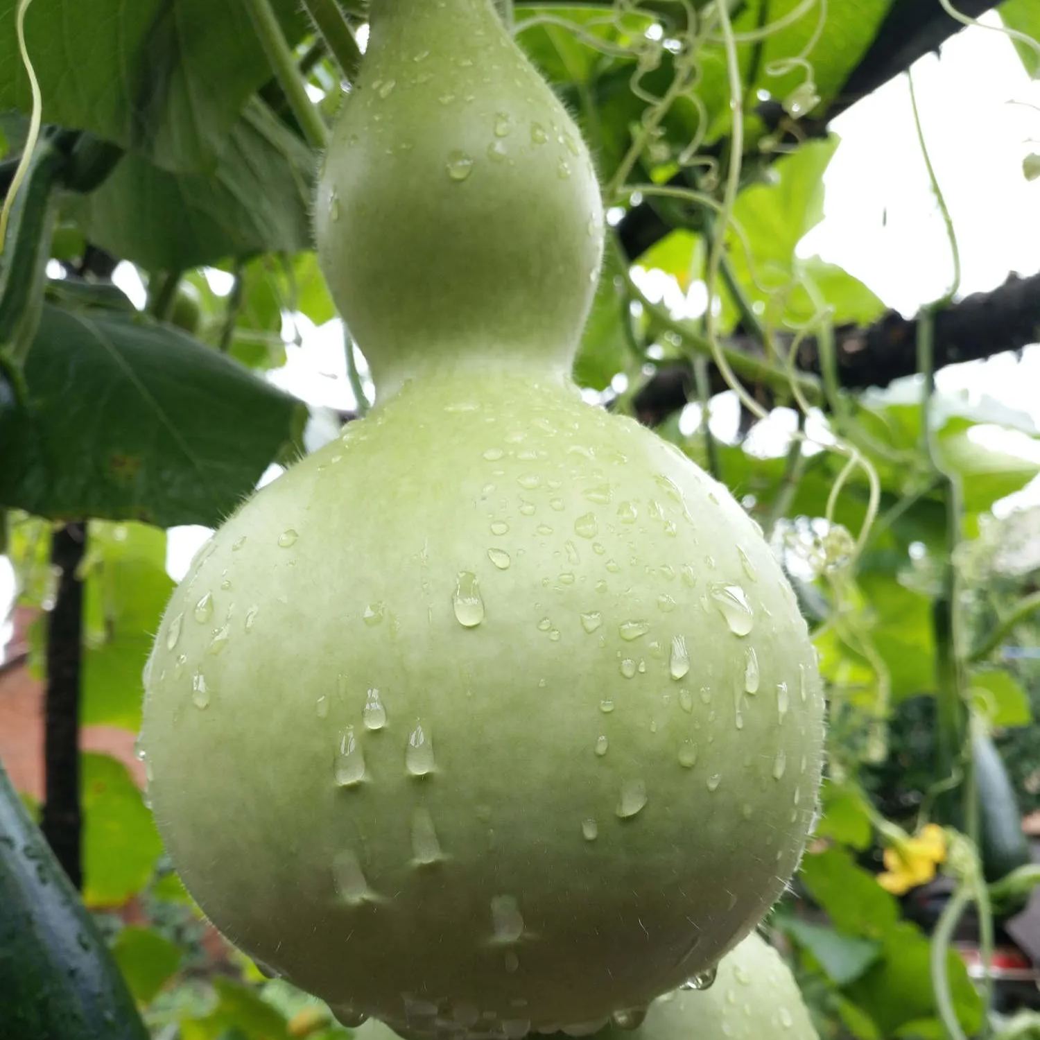 Semillas de calabaza gigante