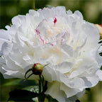 🌺Peonia - El amor te rodea