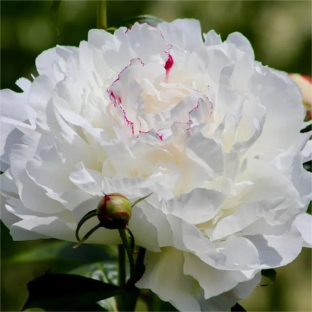 🌺Peonia - El amor te rodea