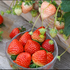 Strawberry Cream Seeds