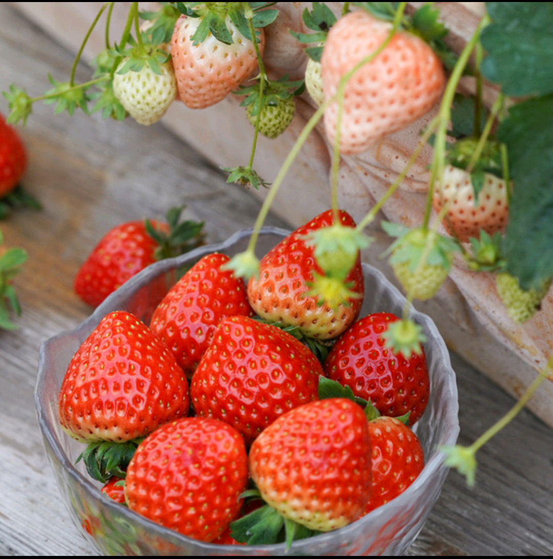 Semillas de Crema de Fresa
