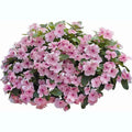Semillas de Vinca Rosa