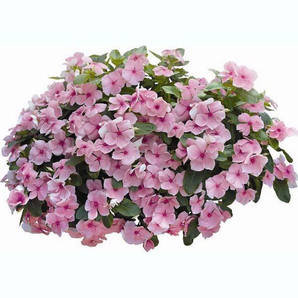 Semillas de Vinca Rosa