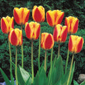 Semillas de tulipán de color raro para bonsái n.º 17