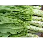 Italian Asparagus lettuce vegetable seeds