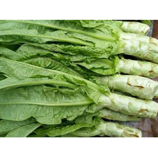 Semillas de espárragos lechuga italiana