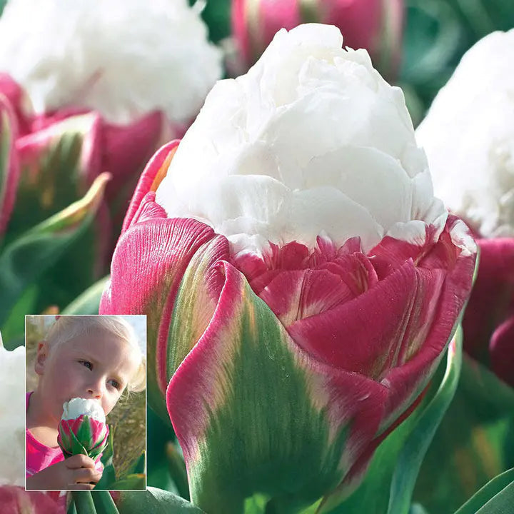 Semillas de Tulipán Bonsái de Color Raro #23