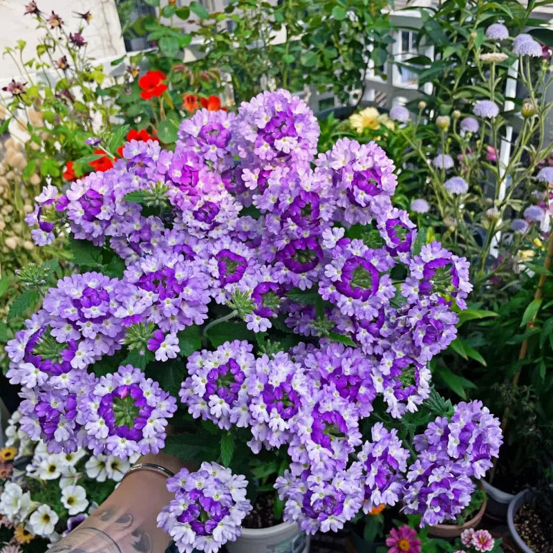 💐Semillas de Verbena de Jardín