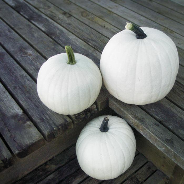 Algodón de azúcar de calabaza