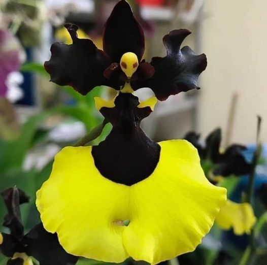 Semillas raras de orquídeas Oncidium - Jiaho Queen