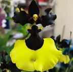Semillas raras de orquídeas Oncidium - Jiaho Queen