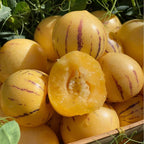 🍈Semillas de Pepino Semillas de Fruta de Ginseng