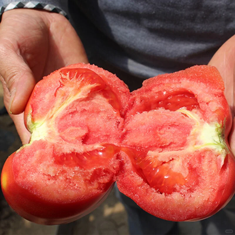 Semillas de tomate Hair Pink