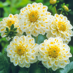 Dalia 'Polar Star' – ¡Un deleite soleado para tu jardín! 🌼✨