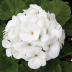 Geranio Pinto Premium White Semilla F1