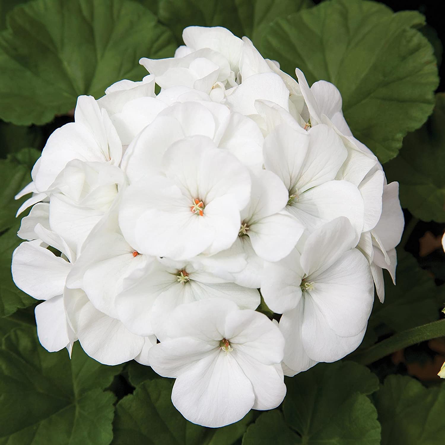 Geranio Pinto Premium White Semilla F1