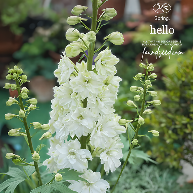 🌼Semillas de Delphinium de Flores Grandes