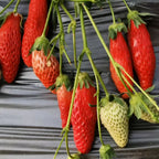 Semillas de fruta de fresa con chile raras