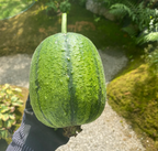 Apple Luffa Seeds