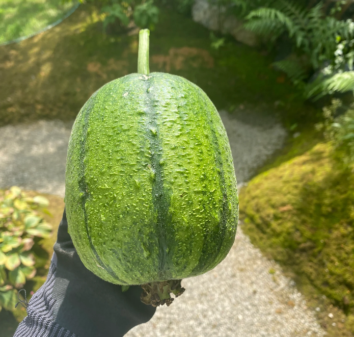 Apple Luffa Seeds