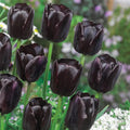 Semillas de tulipán de color raro para bonsái #10