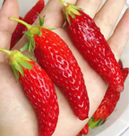 Semillas de fruta de fresa con chile raras