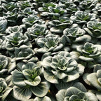 Black-leaf Bok Choy Seeds