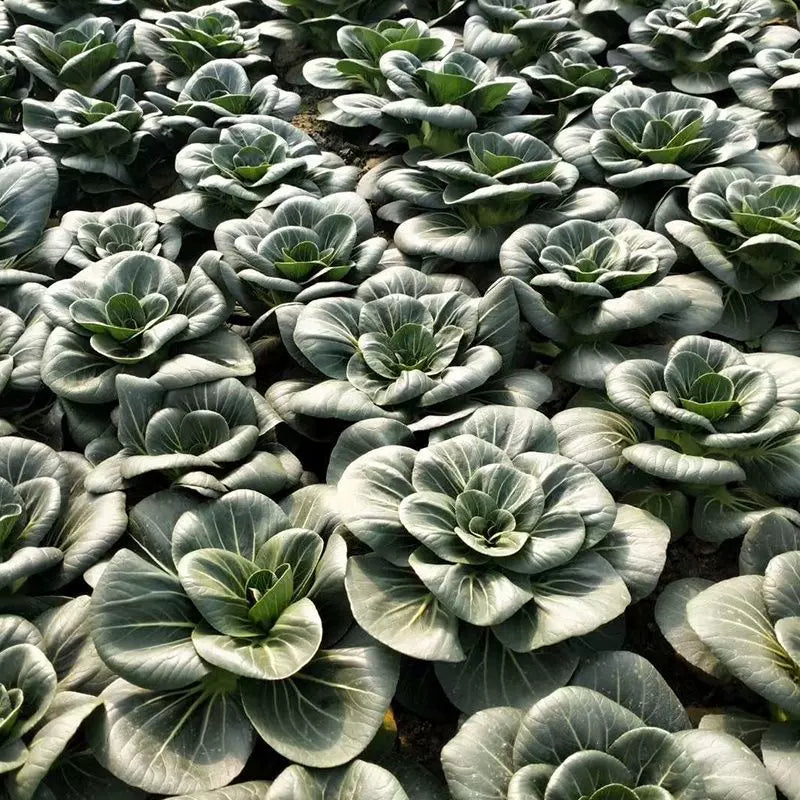 Black-leaf Bok Choy Seeds