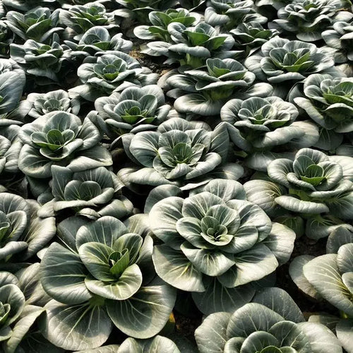 Black-leaf Bok Choy Seeds