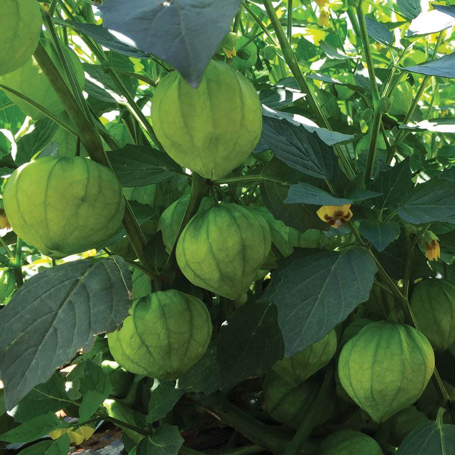 Semillas de tomatillo híbrido Super Verde