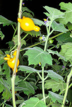 Nipple Fruit Seeds ~ Cow's Udder ~ Titty Fruit ~ Apple of Sodom (Solanum mammosum) ~ Nipplefruit Bizarre Fruit in the Solanum Family