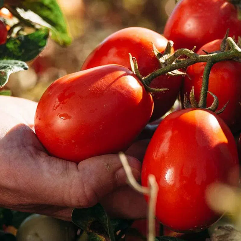 Tomates Cherry Gigantes