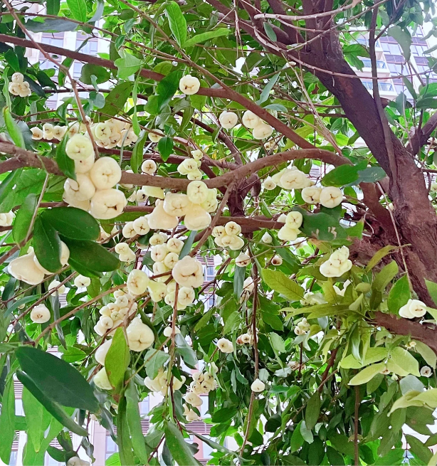 Semilla de bruma de loto de jade blanco🍹