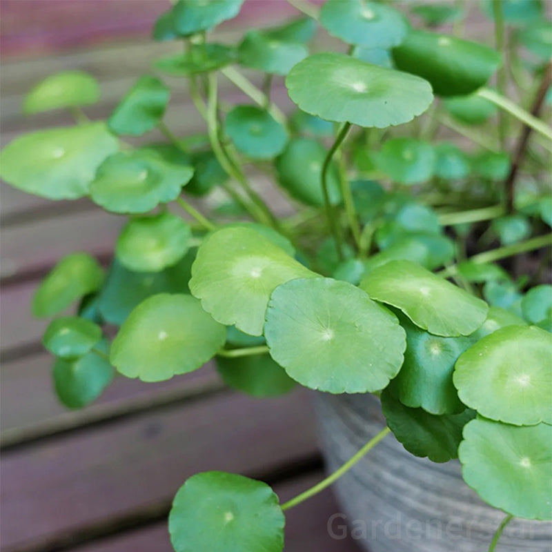 🍀Semillas de Hydrocotyle Vulgaris - Hierba de la moneda de cobre