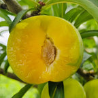 Yellow Plum Seeds Sugar Plum