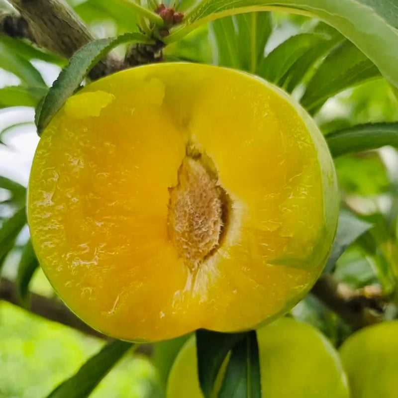 Semillas de ciruela amarilla Ciruela azucarada