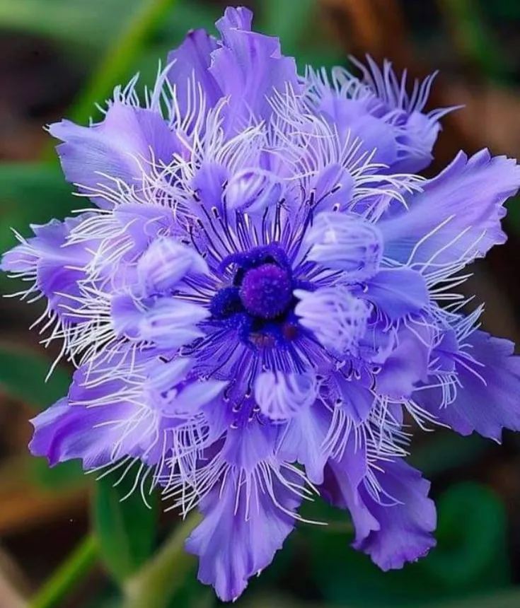 🌸 Semillas de pasionaria morada – ¡Cultiva tu propio paraíso exótico!