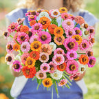 🌺Semillas de Zinnia Doble Enana