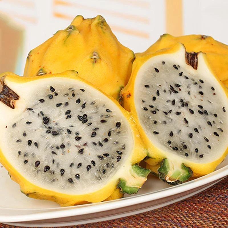 Egrow 50 unidades/paquete de semillas de pitahaya amarilla, semillas de fruta de dragón Hylocereus Undatus