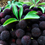 🍒 Giant Black Pearl Bayberry Seeds